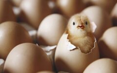 ثبت ۲۸ میلیون قطعه جوجه ریزی درآذربایجان غربی