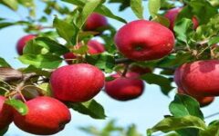 پیش‌بینی تولید بیش از ۱۷۰ هزار تن سیب در میانه