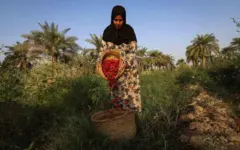 پیشبینی برداشت ۲۰ تُن چای ترش از مزارع کارون