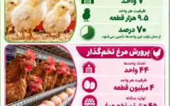 تولید سالیانه ۴۵ هزار تن تخم‌مرغ در استان یزد