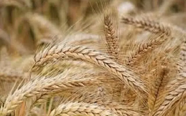 کشت پاییزه غلات در همدان به نیمه رسید