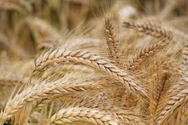 کشت پاییزه غلات در همدان به نیمه رسید