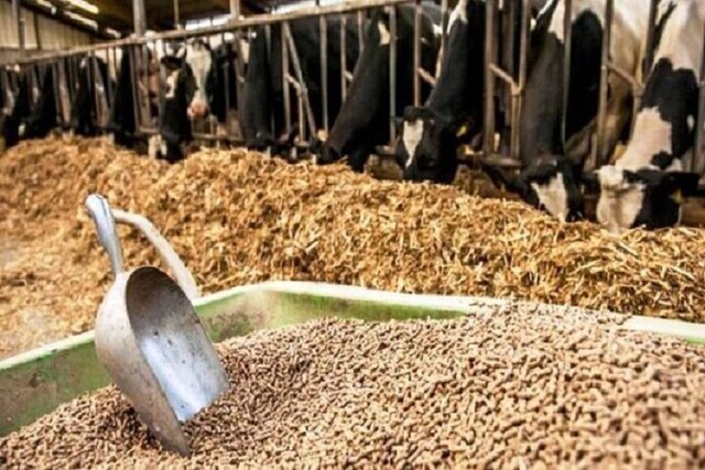 توزیع بیش از ۳ هزار و ۴۰۰ تن سبوس گندم بین دامداران آذربایجان غربی