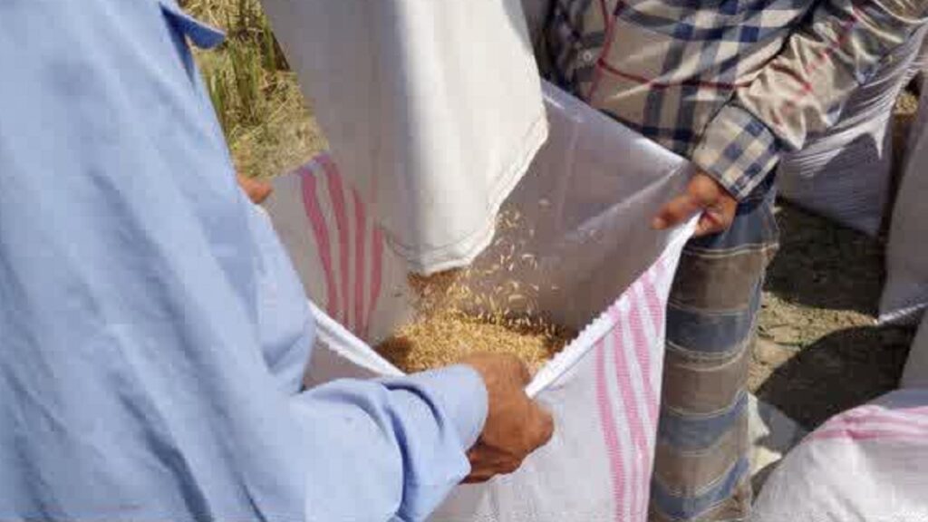ورود ترویج خصوصی به تولید برنج مازندران