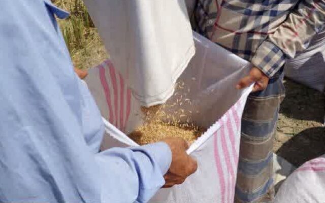 ورود ترویج خصوصی به تولید برنج مازندران