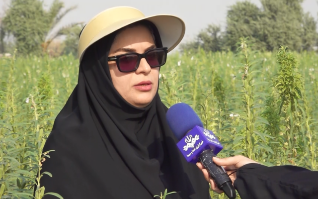 کشت کنجد در ۱۵۰۰ هکتار از زمینهای دشتستان