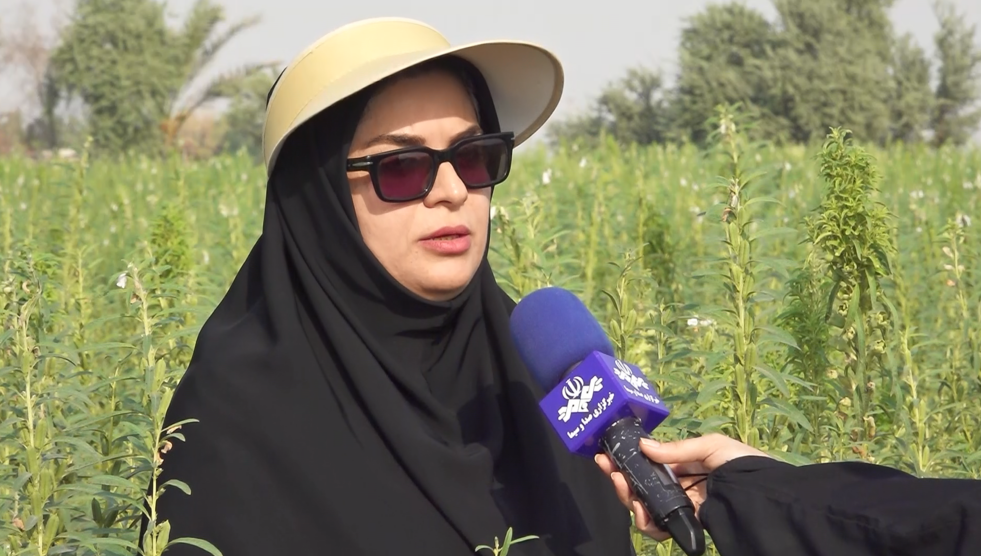 کشت کنجد در ۱۵۰۰ هکتار از زمین‌های دشتستان