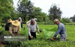 جهانساز: سالانه ۱۲۳ هزار تن برگ سبز چای در کشور تولید می‌شود