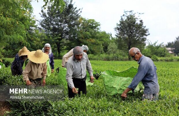جهانساز: سالانه ۱۲۳ هزار تن برگ سبز چای در کشور تولید میشود