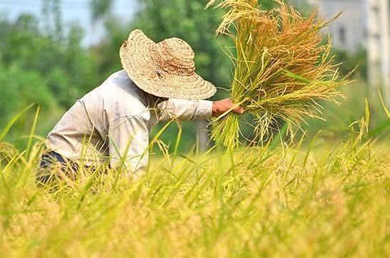 رونمایی از تمبر اختصاصی برنج آمل در نمایشگاه بین‌المللی روستایی و عشایری
