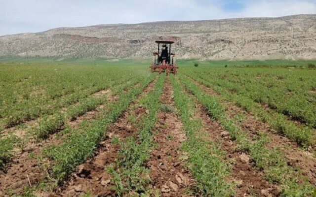 راه‌اندازی ۱۷۰ مزرعه الگویی در خوزستان با هدف افزایش بهره‌وری کشاورزی