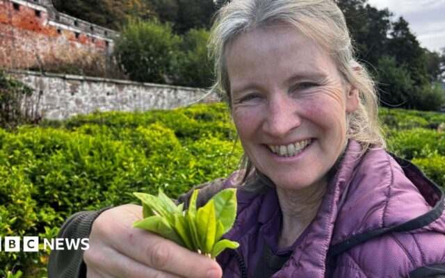 More tea? How Scotland's crops of the future could be set to change