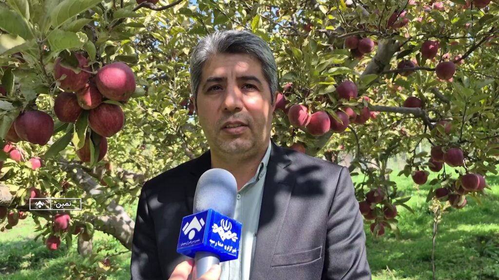 برداشت سیب از باغات نمین در اردبیل