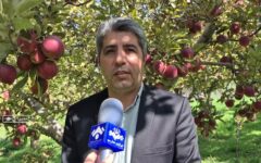 برداشت سیب از باغات نمین در اردبیل