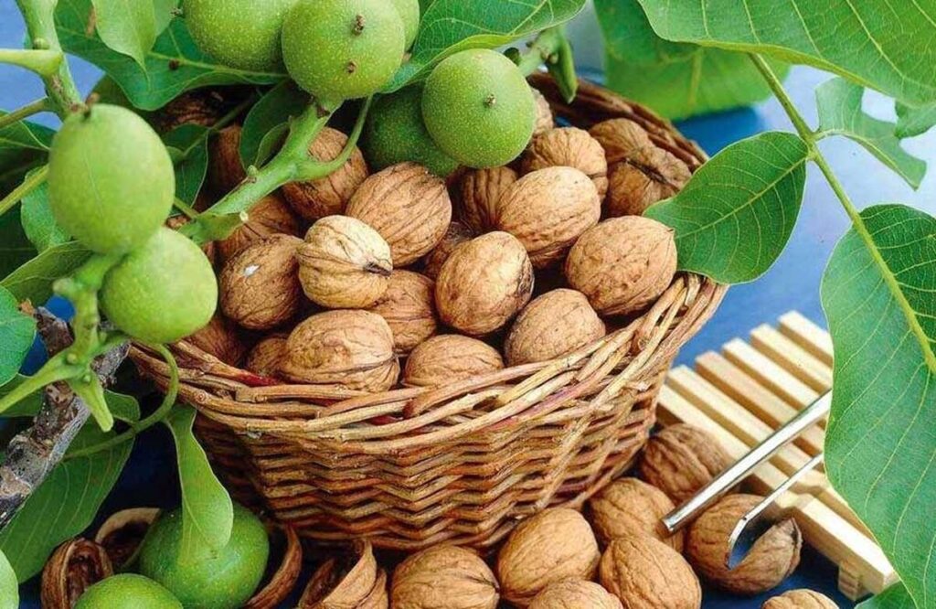 چهارمین جشنواره ملی گردو در شهر کلور برگزار می‌شود