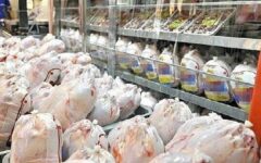 بیش از ۵۰۰ تن گوشت مرغ از مازندران راهی پایتخت شد