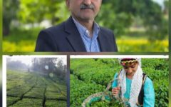 رئیس سازمان چای کشور:۵ هزار تن چای راهی بازارهای خارجی شد