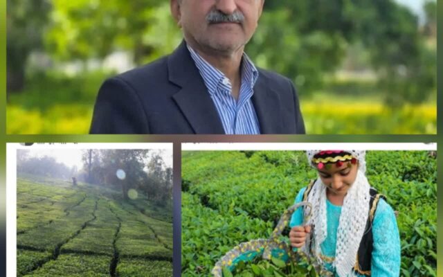 رئیس سازمان چای کشور:۵ هزار تن چای راهی بازارهای خارجی شد
