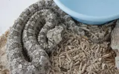 تعیین زیستگاه رهاسازی افعی‌های دم‌عنکبوتی با ملاحظات ژنتیکی و حفاظتی