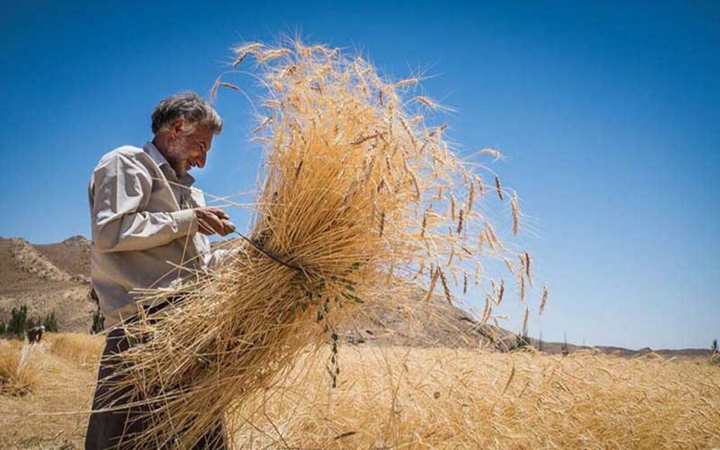 مشکلی در ذخایر کالاهای اساسی نداریم/نارضایتی مجلس از روند پرداخت پول گندمکاران و میزان خرید گندم