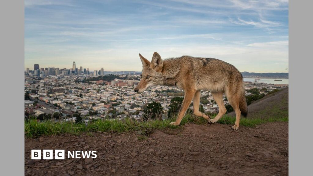 Pictured: Winning entries for Wildlife Photographer of the Year 2026