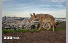 Pictured: Winning entries for Wildlife Photographer of the Year 2026