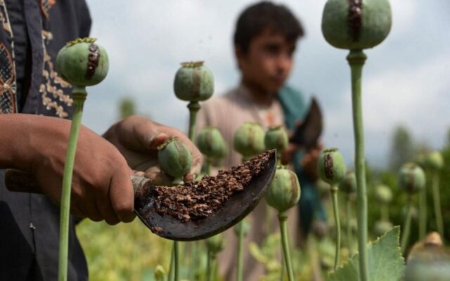 کاشت گیاهان ممنوعه در ایلام؛ زارع و مالک زمین از مجازات قانونی مستثنی نیستند