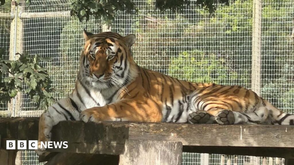 Wildlife park fatal tiger attack - what we know so far