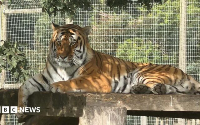 Wildlife park fatal tiger attack - what we know so far