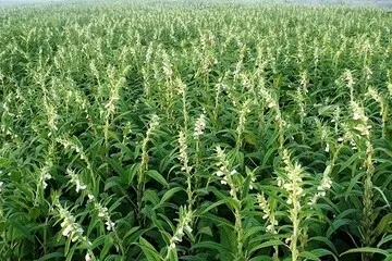 پیش‌بینی برداشت ۷۵۸ تن کنجد از مزارع شهرستان حاجی‌آباد