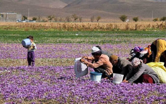 پیش بینی افزایش ۵۰ درصدی برداشت زعفران در سربیشه