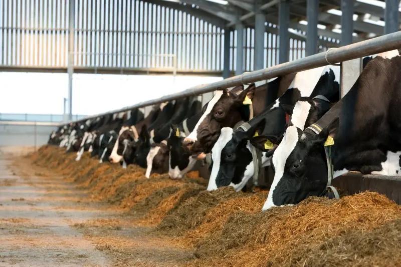 طرح احیای واحد‌های غیرفعال پرواربندی گوشت قرمز در خوزستان