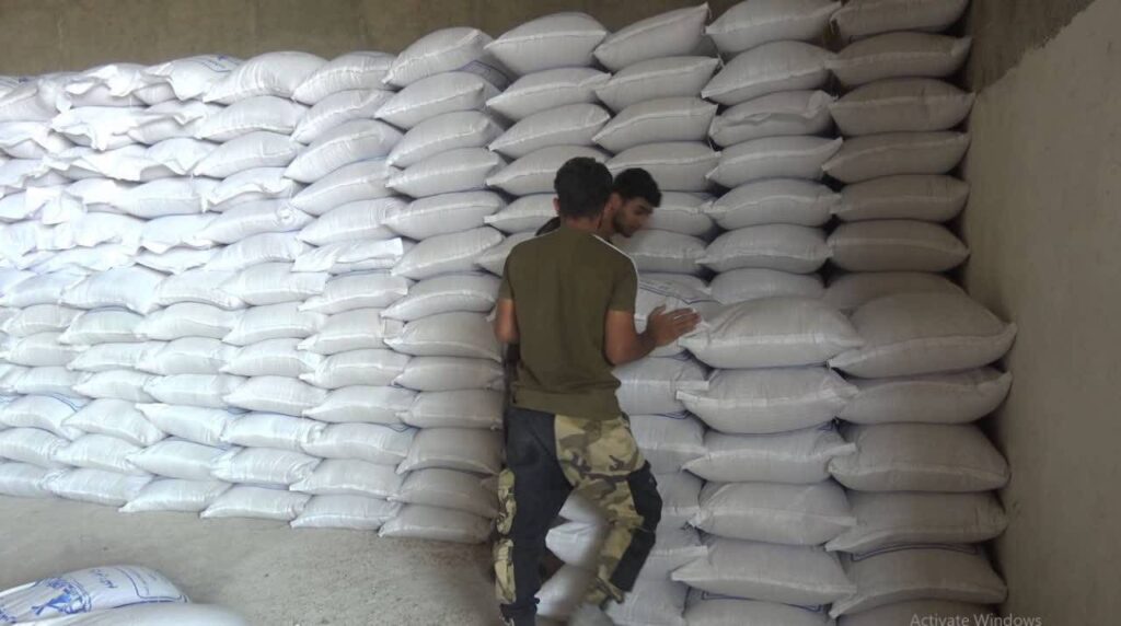 بذر اصلاح شده گندم آماده توزیع میان کشاورزان کهگیلویه