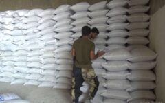 بذر اصلاح شده گندم آماده توزیع میان کشاورزان کهگیلویه