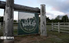 Wildlife park reopens after man killed by tiger