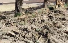 آسیب به درختان چندصدساله در جریان لایروبی قنات بلده