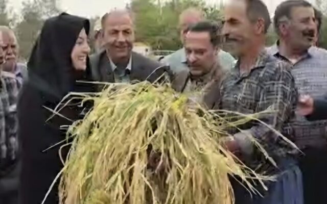 بازدید سعیدی از برداشت برنج مزارع شهرستان مبارکه