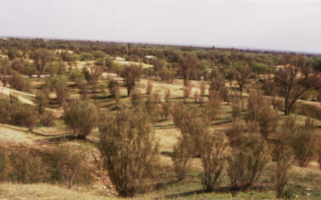قاچاقچی چوب در سرایان به احیای یک هکتار جنگل تاغ محکوم شد