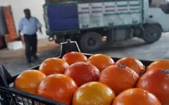 برخورد قانونی با رنگ‌افزایی غیرمجاز مرکبات