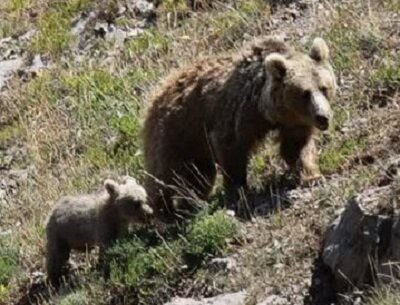 پایش مستمر زیستگاه‌های خرس قهوه ای توسط مامورین یگان حفاظت محیط زیست اردبیل