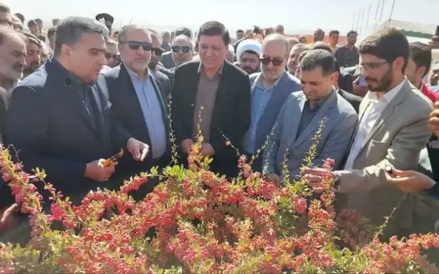 هشدار استاندار خراسان جنوبی درباره قیمت زرشک/ دولت برای حمایت از کشاورزان وارد میشود