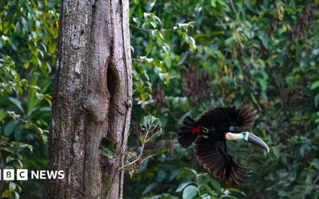 Brazil sees record fall in Amazon deforestation as key election looms