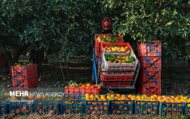 قصه مرکبات از رنج باغدار تا سود بازار؛ طلای نارنجی برند مازندران