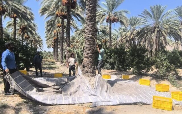 پیش‌بینی تولید ۱۲۰ هزار تن خرما در قیروکارزین فارس