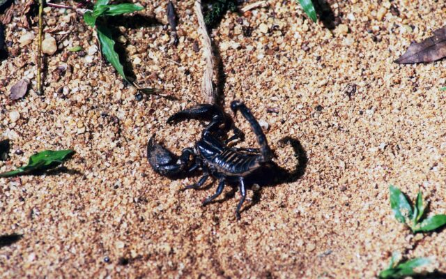 Claude did not invent scorpion antivenom