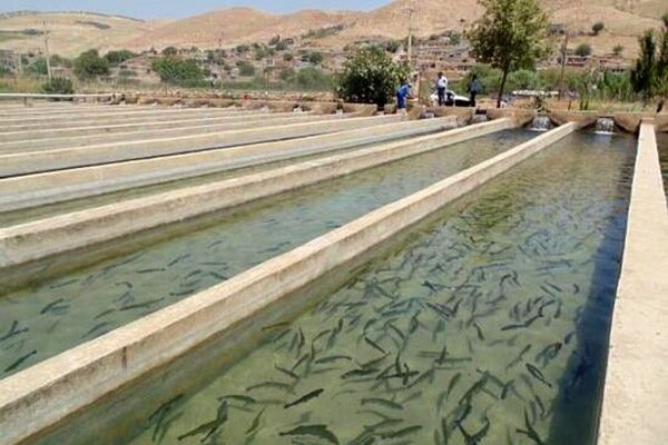 الیاس‌پور: تولید ماهیان گرمابی کرمانشاه به ۶ هزار تن می‌رسد