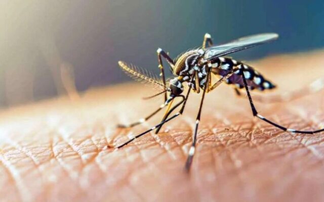 وزیر بهداشت هشدار داد؛ خطر گسترش تب دنگی در کشور جدی است