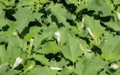 مسمومیت با تاتوره؛ علائم، مکانیسم و نکات علمی مهم