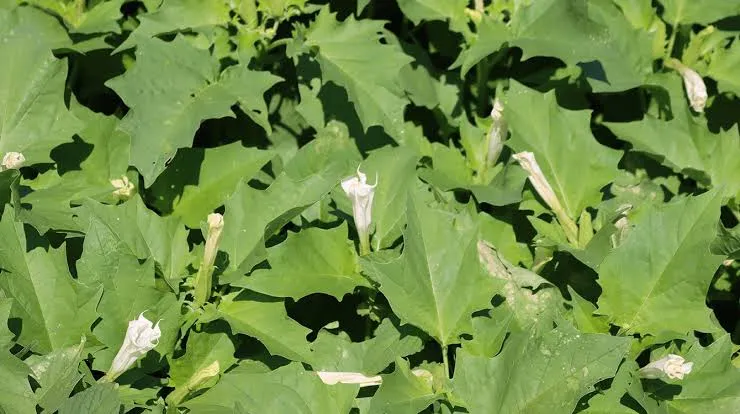 مسمومیت با تاتوره؛ علائم، مکانیسم و نکات علمی مهم