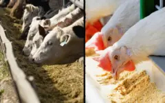 درخواست وزارت جهاد کشاورزی از بانک مرکزی برای تسریع در نهایی‌سازی ابزارهای تأمین مالی